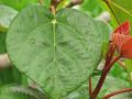 Roxburgh fig (Ficus auriculata), leaf