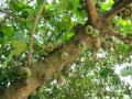 Roxburgh fig (Ficus auriculata), fruits and trunk