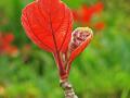 Roxburgh fig (Ficus auriculata), young leaf
