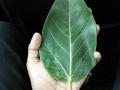 Banyan tree (Ficus benghalensis) leaf, upper side