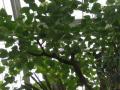 Sacred fig (Ficus religiosa), leaves, Kew Gardens, London
