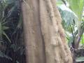 Sacred fig (Ficus religiosa), trunk, Kew Gardens, London