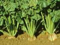 Fodder beets
