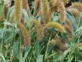 Foxtail millet