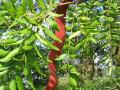 Honey locust (Gleditsia triacanthos), pods, Cambridge, UK