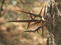 Honey locust (Gleditsia triacanthos), thorns, Madrid, Spain