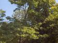 Honey locust (Gleditsia triacanthos), tree