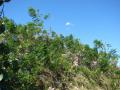 Flowering habit at Spreckelsville, Maui