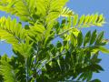 Gliricidia leaves