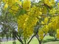 Golden tree (Cassia fistula), habit