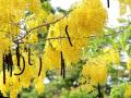 Golden tree (Cassia fistula), habit and pods