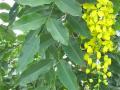 Golden tree (Cassia fistula), leaves