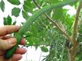 Golden tree (Cassia fistula), green pod