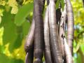 Golden tree (Cassia fistula), pods