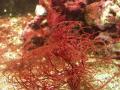 Red algae (Gracilaria spp.)