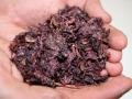 Grape pomace (red grape)