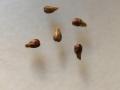 Grape seeds