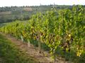 Grapevines in northern Croatia