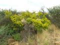 Grewia (Grewia bicolor), habit