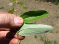 Grewia (Grewia bicolor), leaves