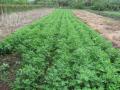 Groundnut (Arachis hypogaea), field