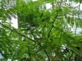 Guanacaste (Enterolobium cyclocarpum), leaves