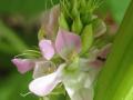 Inflorescence of Cyamopsis tetragonoloba