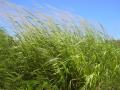 Guinea grass, Maui