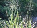 Guinea grass, Florida