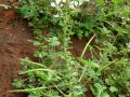 African spiderflower (Gynandra gynandropsis) habit