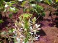 African spiderflower (Gynandra gynandropsis) flower