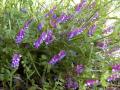 Hairy vetch (Vicia villosa)