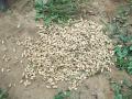 Harvested peanut seeds on the ground