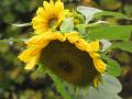 Sunflower head