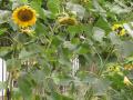 Sunflower plant