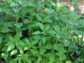 Jerusalem artichoke (Helianthus tuberosus L.)