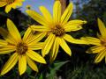 Jerusalem artichoke (Helianthus tuberosus L.) flowers