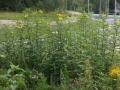 Jerusalem artichoke (Helianthus tuberosus), Poland