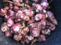 Jerusalem artichoke (Helianthus tuberosus) tubers