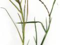 Limpo grass (Hemarthria altissima), Maui  Hawaii