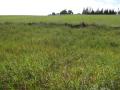 Limpo grass (Hemarthria altissima), stand, Maui, Hawaii