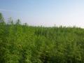 Field of industrial hemp (Cannabis sativa), France