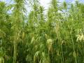 Field of industrial hemp (Cannabis sativa), France