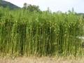 Field of industrial hemp (Cannabis sativa), France