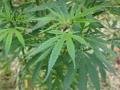 Hemp leaves (Cannabis sativa)