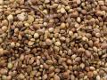 Hemp seeds (Cannabis sativa)