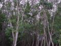 Rubber tree plantation, Phuket, Thailand