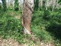Rubber (Hevea brasiliensis), old tree