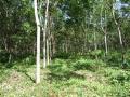 Rubber (Hevea brasiliensis), young trees