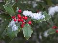 Holly (Ilex spp.) berries